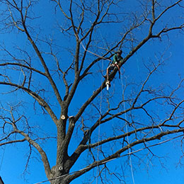 Tree Services